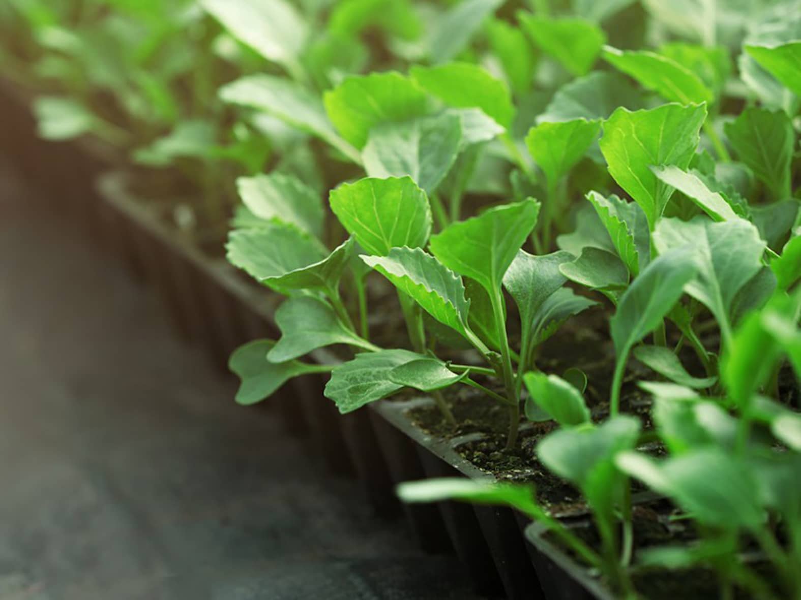 Как выращивать и ухаживать за брюссельской капустой