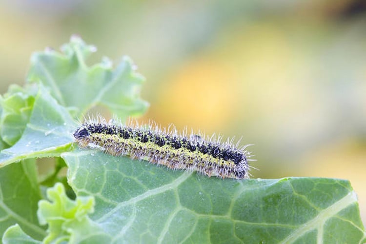 Выращивание в домашних условиях декоративной капусты
