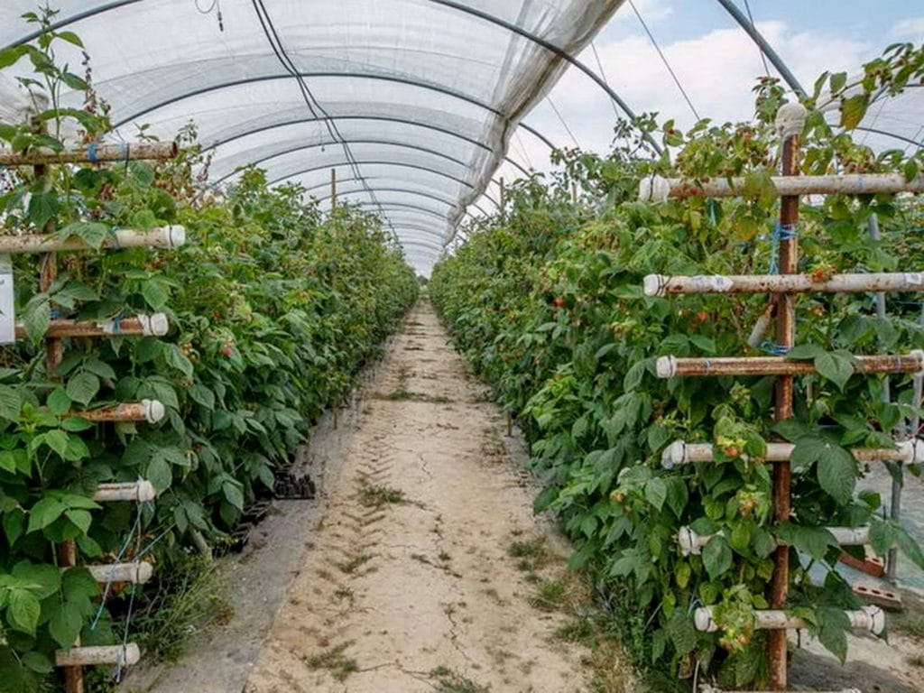 Происхождение и описание малины Маравилла