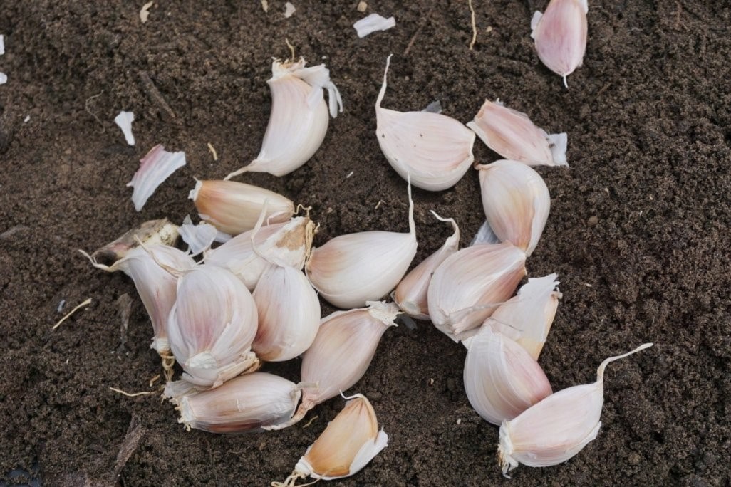 Лучшие дни по лунному календарю для посадки чеснока под зиму