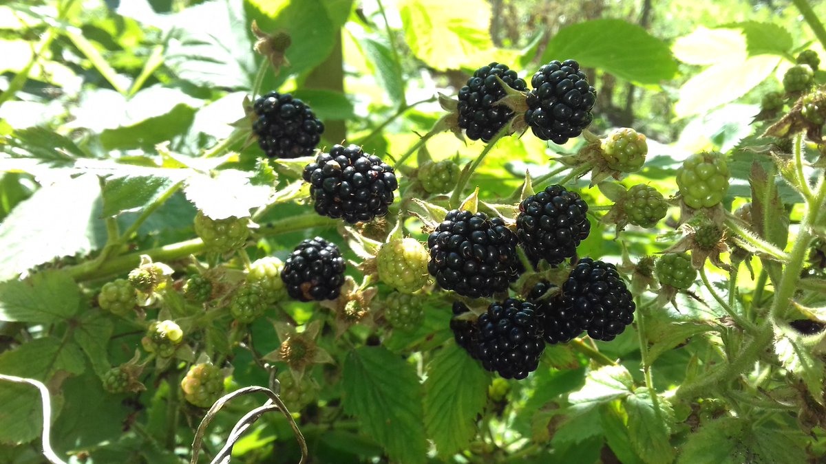 Виды ягодного кустарника ежевики и их описание