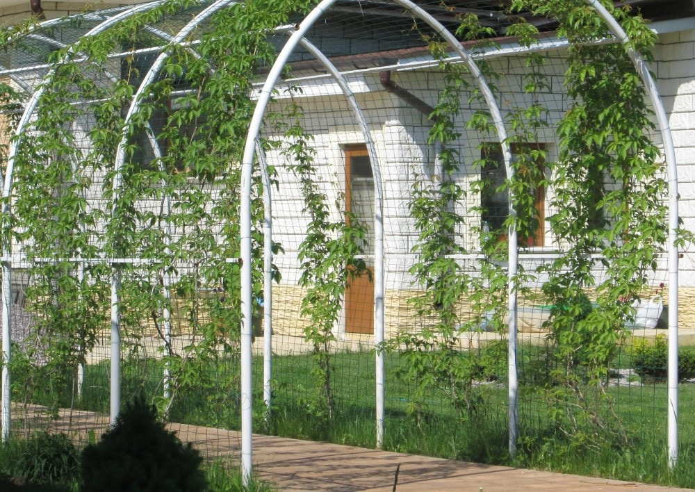 Как сделать шпалеры для виноградника своими руками — размеры