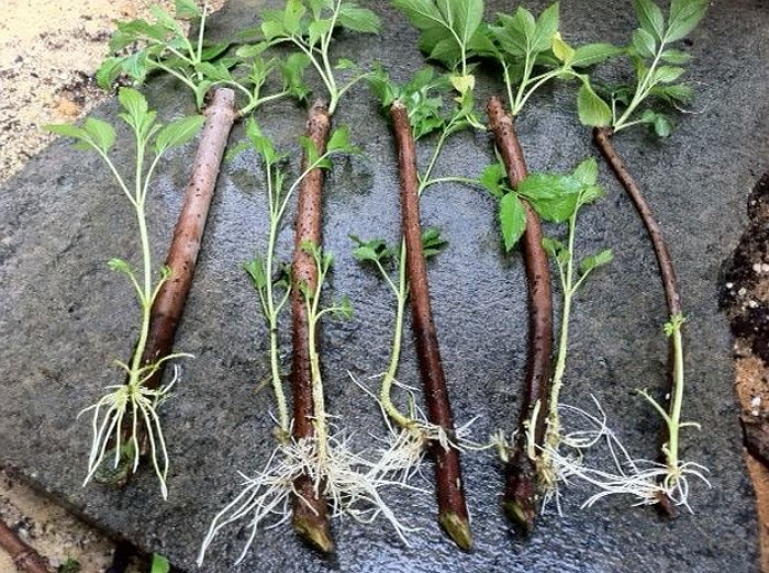 Описание и характеристика сорта ежевики Трипл Краун