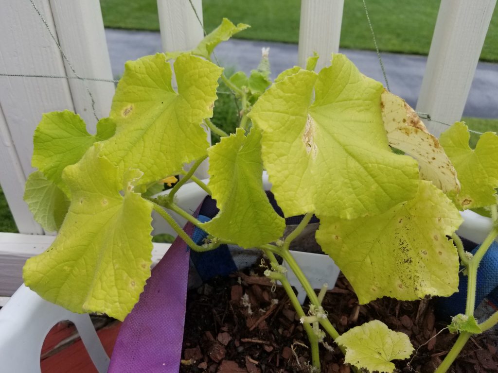 Почему желтеют листья огурцов и как исправить ситуацию