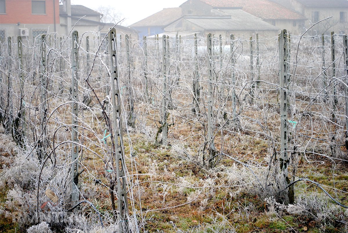 Сорт винограда Тайфи — как посадить и ухаживать за столовой культурой