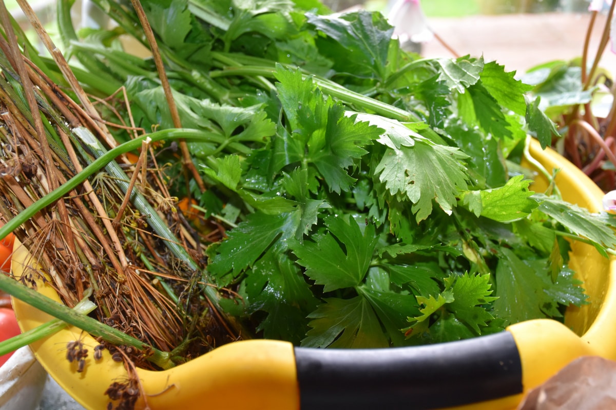 Рецепты квашенных помидоров в холодной воде