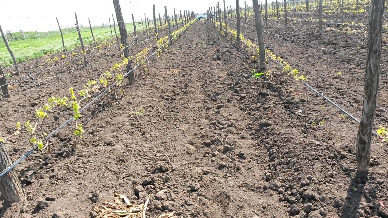 Особенности выращивания гибридного винограда Чарли