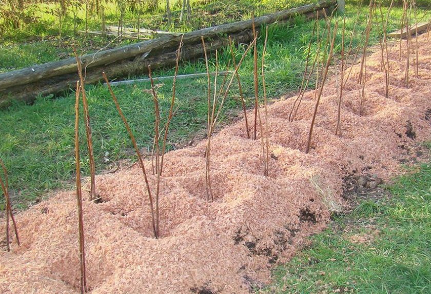 Правильное мульчирование малины по осени