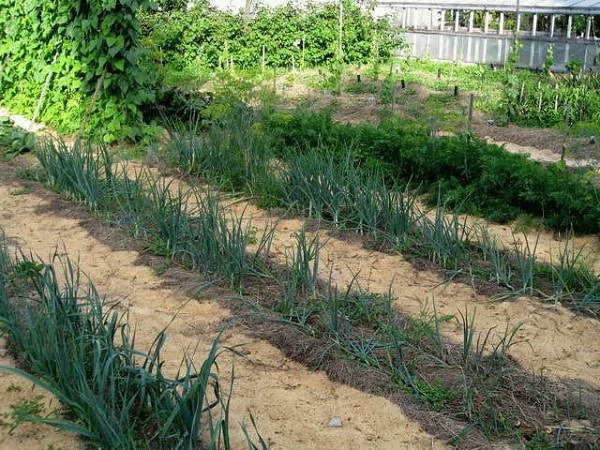 Достоинства красного лука Кармен, когда лучше посадить, правила ухода