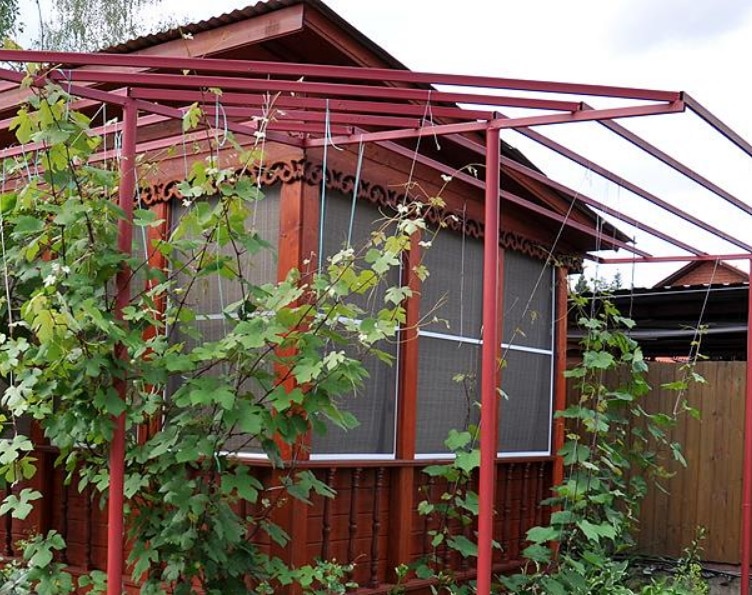 Выращивание винограда и уход за ним в средней полосе для новичков