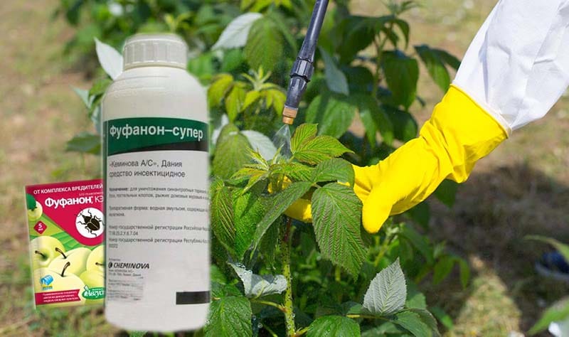 Методы и способы борьбы с тлей на огурце