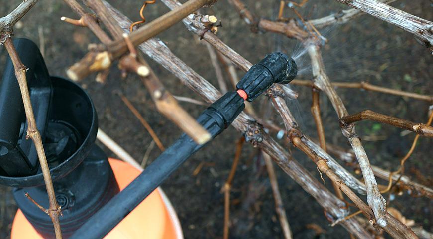 Как правильно подготовить виноград к зимовке?