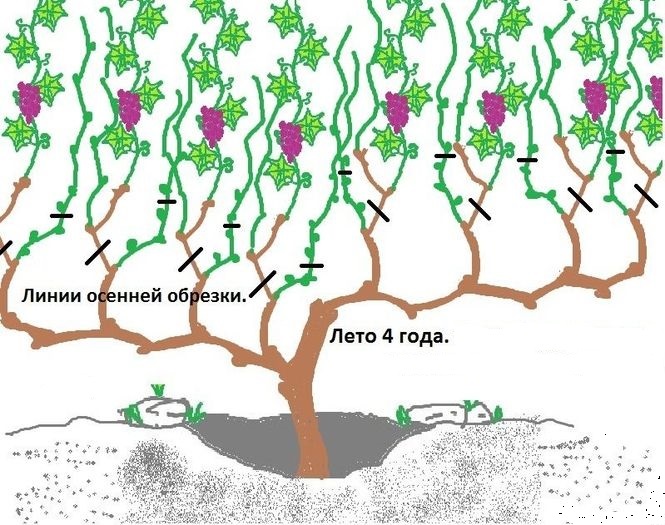 Выращивание винограда Супер Экстра — что это за гибридный сорт?