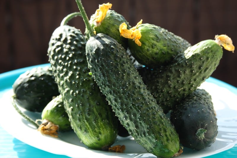 Что собой представляют самоопыляемые сорта огурцов