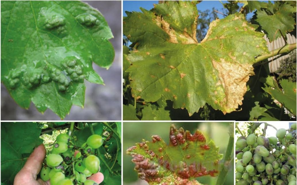 Как правильно ухаживать за виноградом в августе