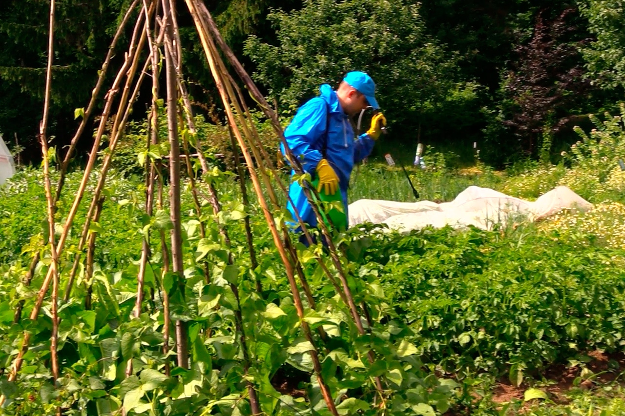 Описание сортовой картошки Наташа — особенности выращивания культуры