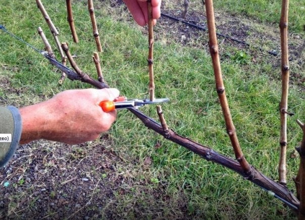 Выращивание винограда Цитронный Магарача своими руками