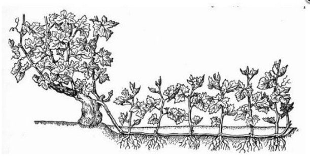 Как пересаживать виноград на новое место — когда это лучше делать?