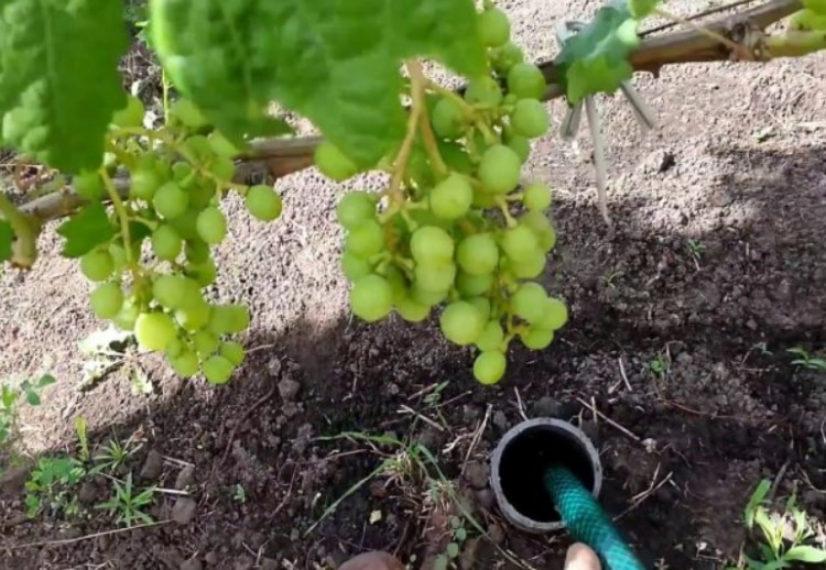 Как часто поливать виноград летом — меры предосторожности