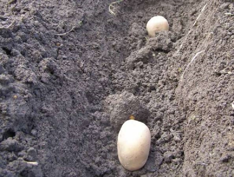 Сорт картошки Голубизна — описание и выращивание