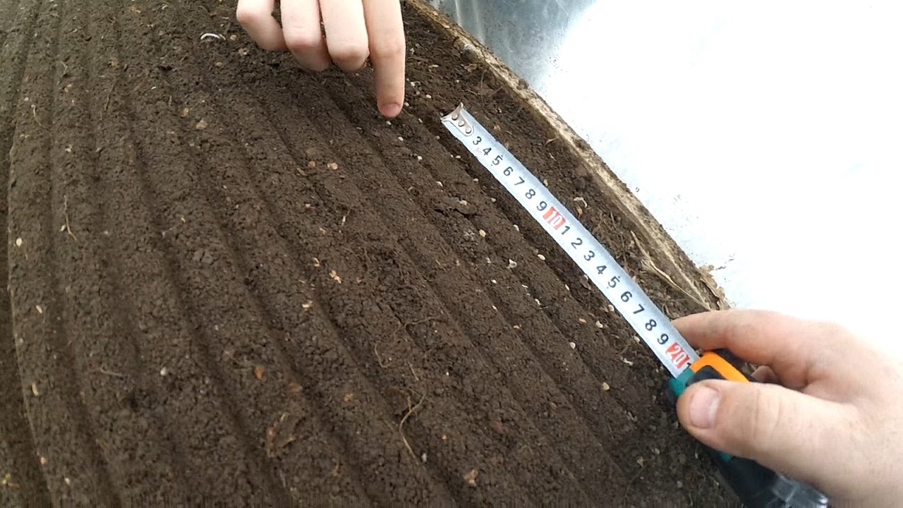 Особенности и свойства томата Полосатый шоколад