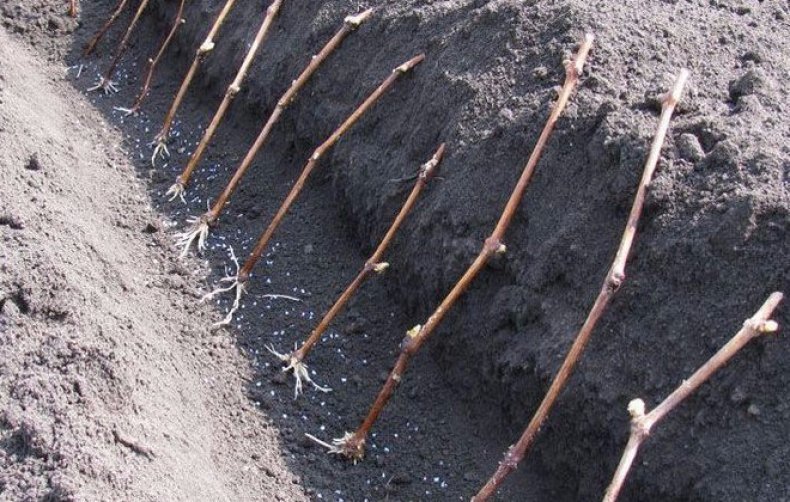 Техника разведения гибридного сорта винограда Фуршетный