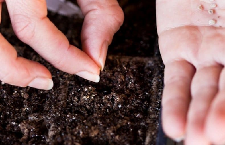 Информация о сорте томата Абаканский розовый