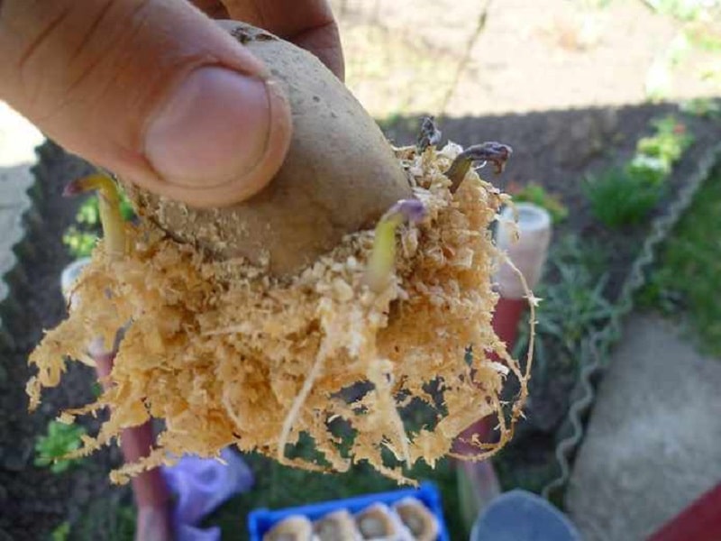 Посадка картофеля без ростков — будет ли он расти?