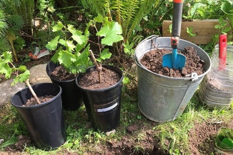 Особенности выращивания винограда НиЗина — плюсы и минусы сорта