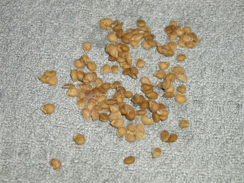 Высокоурожайный и среднеспелый сорт томатов Казанова