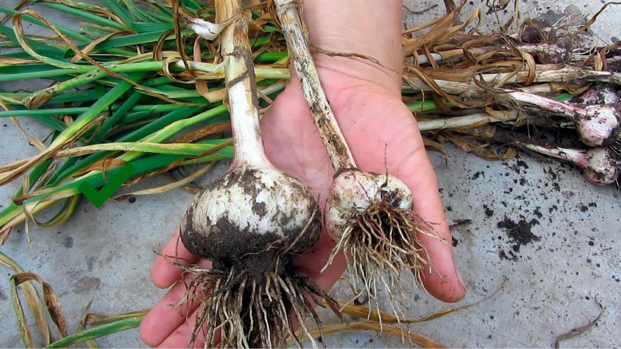 Подкормка чеснока при посадке в зиму — какие удобрения использовать