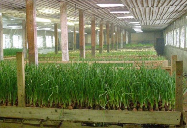 Тепличный способ выращивания зеленого лука, методы для зимы