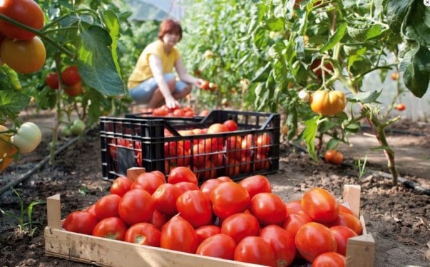 Обзор проверенных сортов и гибридов розовых томатов