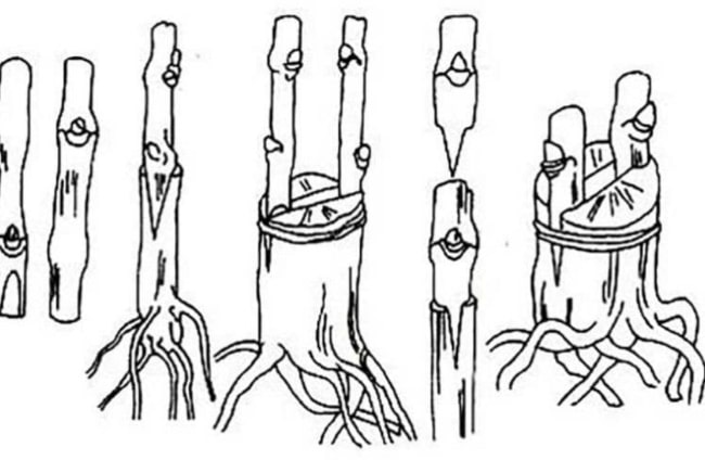 Как привить виноград осенью для начинающих
