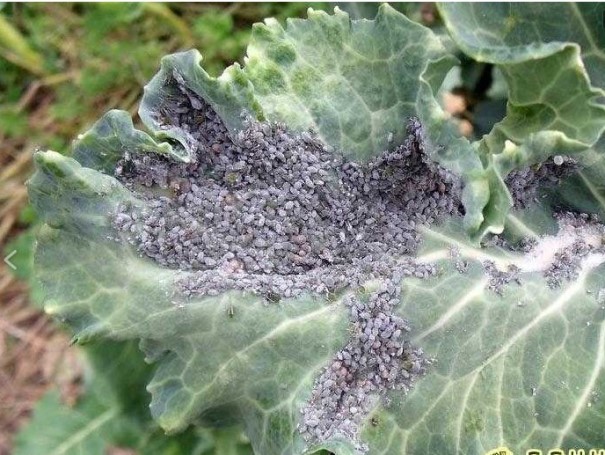 Основные сведения о характеристиках капусты Мегатон