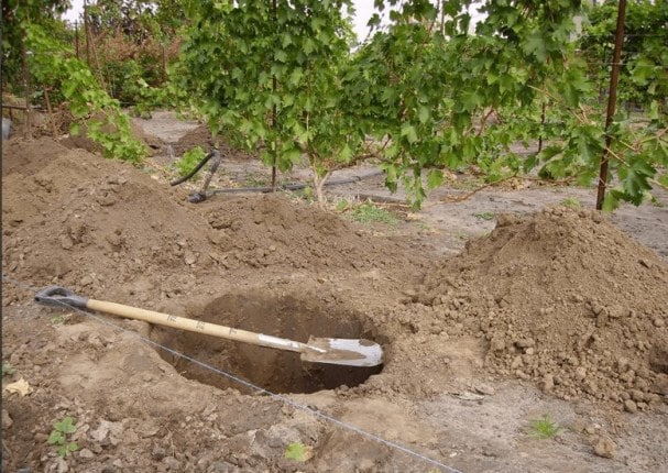 Описание сорта винограда Саперави — как выращивать