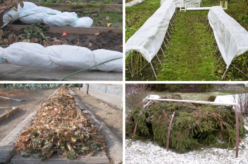 Описание тибетской розолистной земляничной малины