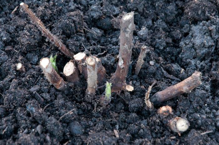 Ремонтантные сорта малины для средней полосы