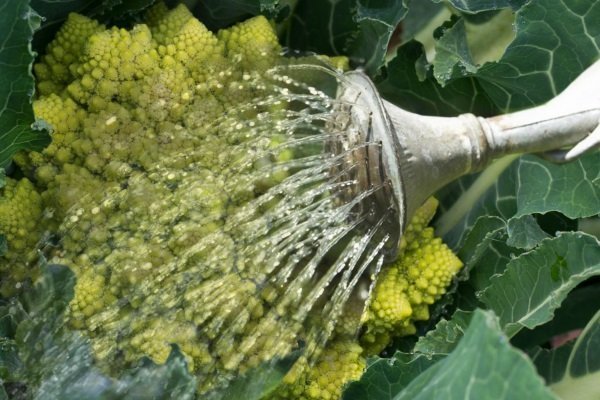 Что такое сорт капусты Романеско и её выращивание