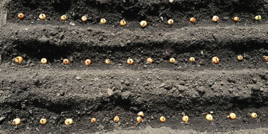 Сажаем лук под зиму, секреты лунного календаря для хорошего урожая