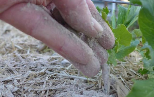 Способы избавления от слизней на капусте