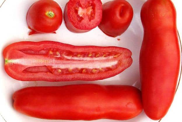 Общее описание среднеспелого томата Жигало