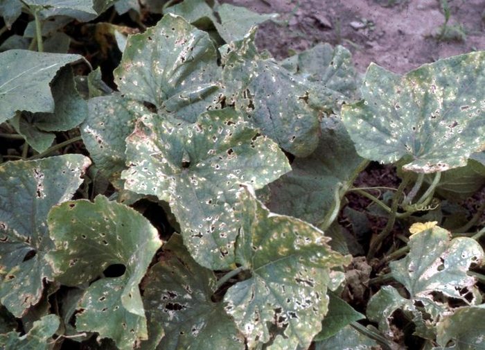 Лучшие сорта огурцов для выращивания в открытом грунте