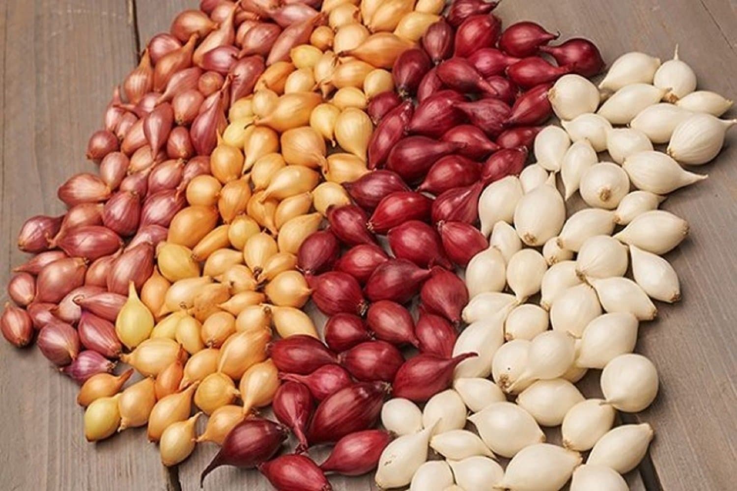 Лучшие сорта лука репки для посадки в зиму севком и семенами