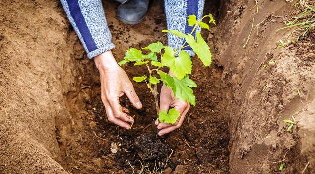 Выращивание плодового сорта винограда Байконур