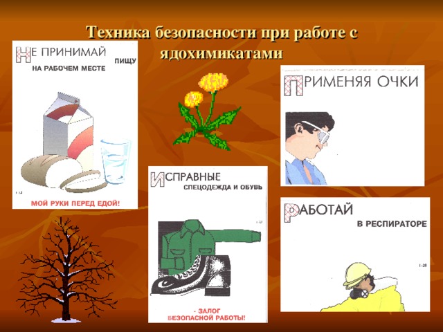 Описание основных принципов борьбы с мучнистой росой на огурце