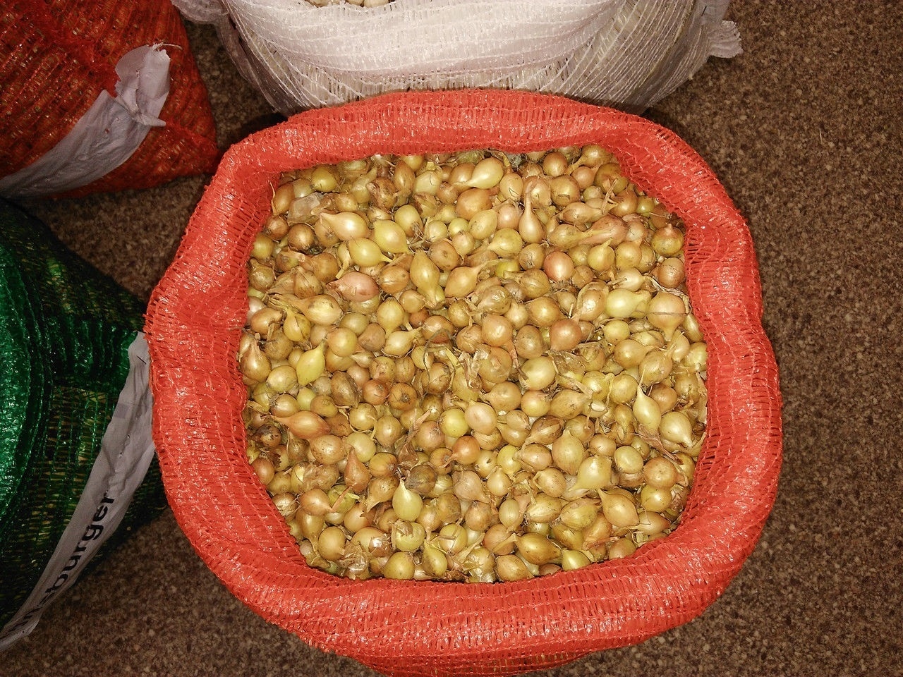 Правила хранения севка зимой в квартире перед весенней посадкой