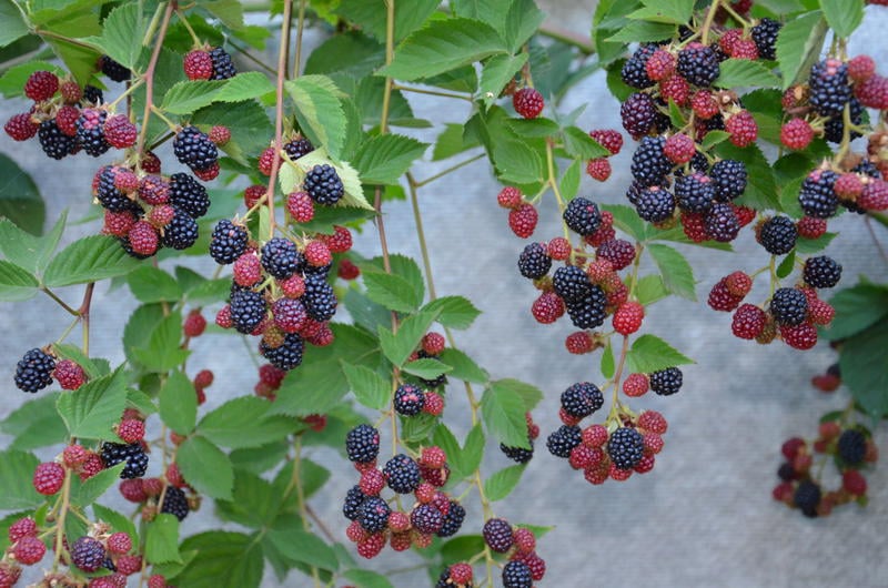 Краткая история и описание сорта ежевики Торнфри