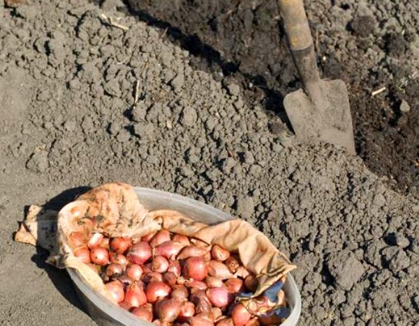 Сможет ли перезимовать озимый лук, проросший осенью