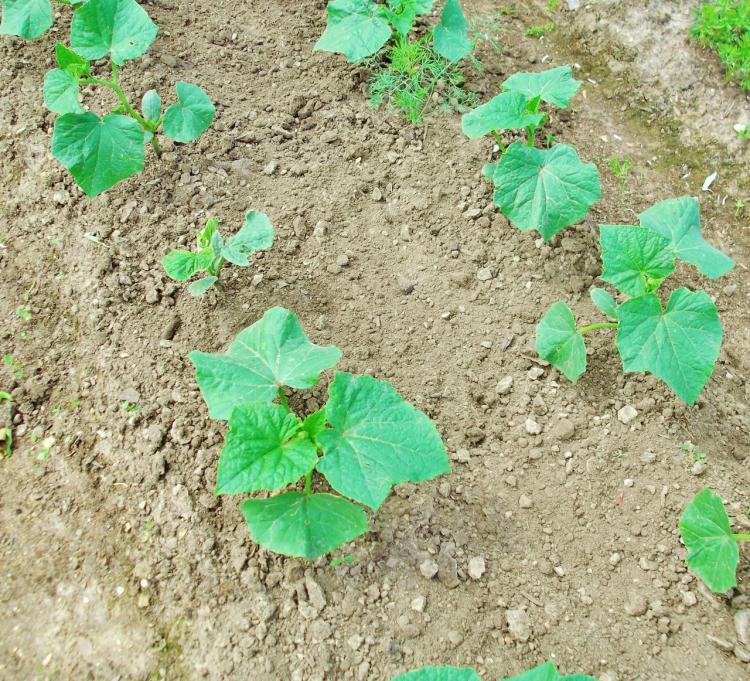 Как правильно выращивать огурцы в открытом грунте